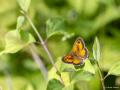 Pyronia tithonus (Pironiya)